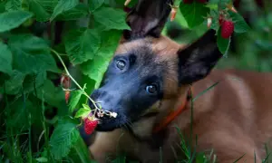Szczeniak belgijskiego owczarka malinois próbuje maliny prosto z krzaka, zastanawiając się, czy psy mogą jeść maliny.