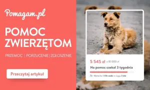 Pomoc dla zwierząt na Pomagam.pl. Zgłoś przypadek porzucenia lub przemocy. Pies czekał na pomoc 3 tygodnie.