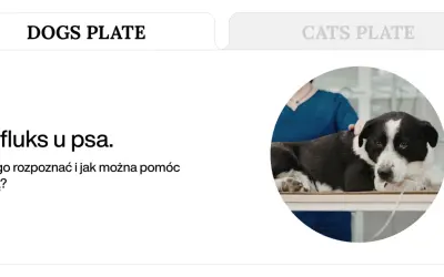 Pies z refluksem na stole weterynaryjnym. Domowe sposoby na refluks u psa i jak mu pomóc dietą.