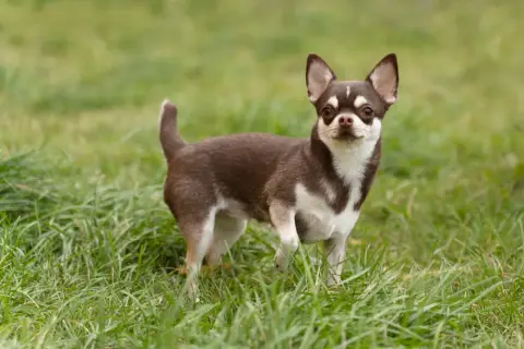 Mały piesek rasy chihuahua, brązowo-biały, z dużymi uszami, stoi na zielonej trawie.
