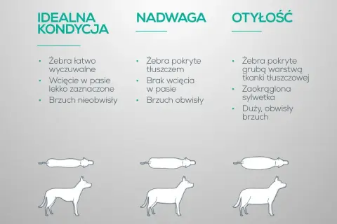 Jak odchudzić psa? Porównanie sylwetek: idealna kondycja, nadwaga, otyłość. Wskazówki dotyczące oceny budowy ciała psa.