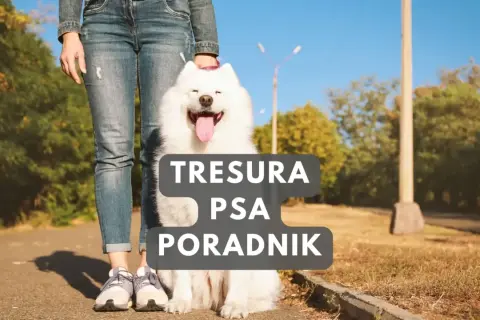Szczęśliwy biały pies siedzi obok właściciela. Poradnik "Tresura psa" pomoże Ci jak wychować psa.