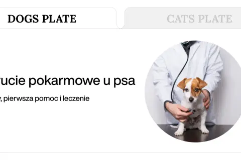 Weterynarz bada psa, który może mieć objawy zatrucia pokarmowego. Po jakim czasie pojawiają się symptomy?