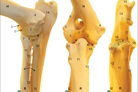 Anatomia stawu łokciowego psa, z zaznaczonymi strukturami, które mogą być dotknięte przez dysplazję stawu łokciowego.