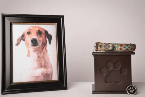 Portret ukochanego psa obok urny i obroży. Co zrobić gdy zdechnie pies z chipem? Pamięć o nim pozostanie.