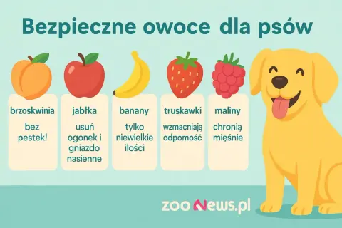 Czy pies może jeść brzoskwinie? Tak, bez pestek! Obrazek pokazuje bezpieczne owoce dla psów: brzoskwinie, jabłka, banany, truskawki i maliny.