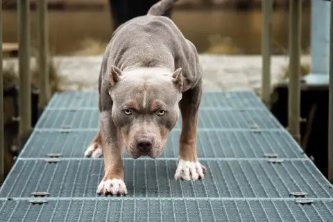Potężny amstaff na metalowej kładce. Czy amstaff jest na liście psów agresywnych? Ten pies wygląda groźnie, ale jego zachowanie zależy od wychowania.