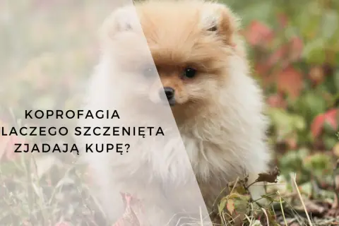 Uroczy szpic pomeranian i tekst: "Kopofagia - dlaczego szczenięta zjadają kupę?".