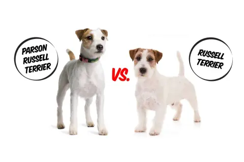 Parson Russell Terrier vs. Jack Russell Terrier: porównanie dwóch ras psów. Różnice w budowie i wyglądzie.
