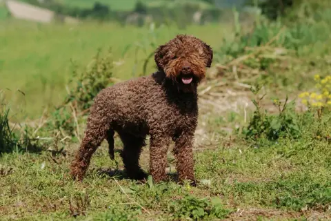 Brązowy lagotto romagnolo z kręconą sierścią, radosny, wesoły, w trawie.