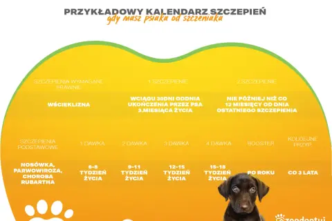 Kalendarz szczepień dla szczeniaka: obowiązkowe, podstawowe i przeciw wściekliźnie. Zapobiegaj chorobom jak parwowiroza.