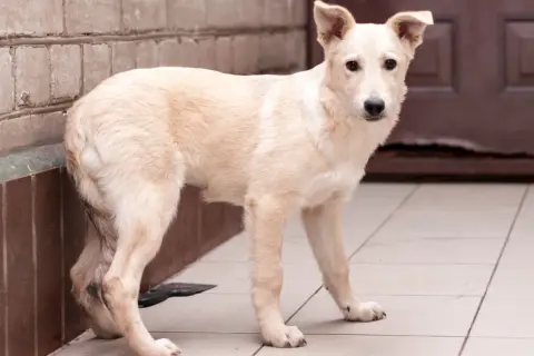 Jasny piesek z podkulonym ogonem wygląda na smutnego, jakby czekał na swojego pana.