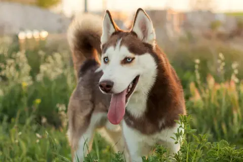 Piękny pies rasy husky, pies hodowany na syberii, z niebieskimi oczami i brązowo-białym futrem, stoi na tle zielonej łąki.