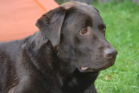 Czekoladowy labrador leży na trawie. Czy labradory są agresywne? Ten łagodny piesek zaprzecza tej teorii.
