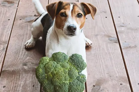 Jack Russell z zaciekawieniem patrzy na brokuły. Czy pies może jeść brokuły? Ten psiak wygląda, jakby chciał się przekonać.