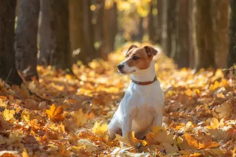 Jesienny spacer z psem wśród liści. Czy pies może jeść kasztany? Ten uroczy Jack Russell Terrier siedzi w złotym dywanie liści, zastanawiając się nad jesiennymi przysmakami.