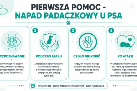 Jak wygląda atak epilepsji u psa: rozpoznawanie, podczas ataku, czego nie robić i po ataku. Poradnik pierwszej pomocy.