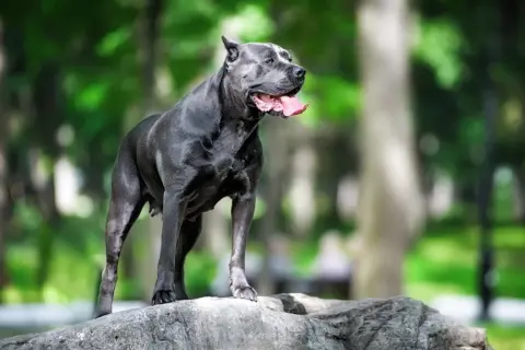 Potężny pies rasy cane corso z charakterystycznymi, lekko stojącymi uszami, stoi na skale w parku.