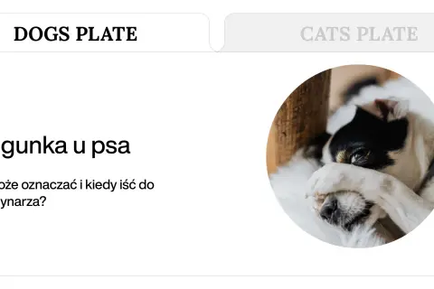Chory piesek z łapką na oku. Czy pies może mieć jelitówkę? Dowiedz się, co oznacza biegunka u psa i kiedy wizyta u weterynarza jest konieczna.