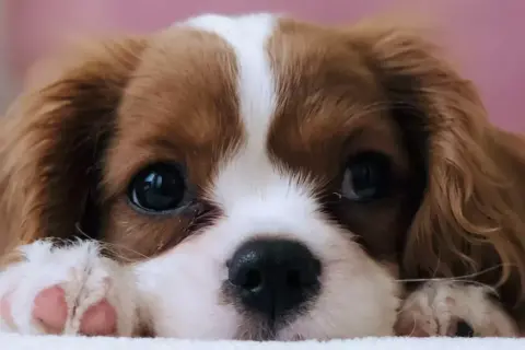 Uroczy Cavalier King Charles Spaniel, jedna z najspokojniejszych ras psów, zapatrzony w obiektyw.