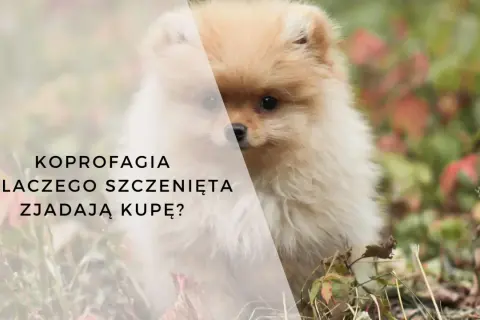 Uroczy szczeniak pomeranian, który może mieć skłonność do koprologii – dlaczego szczenięta zjadają kupę?