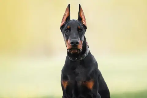 Doberman z postawionymi uszami, które nie są poddane obcinaniu uszu psom.
