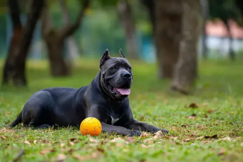 Potężny cane corso, którego imponujący wzrost widać nawet w spoczynku, leży na trawie obok pomarańczowej piłki.