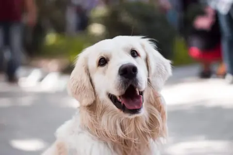 Uśmiechnięty golden retriever z otwartym pyskiem, jakby zastanawiał się, dlaczego pies boi się wszystkiego.