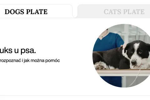 Pies z refluksem na stole weterynaryjnym. Domowe sposoby na refluks u psa i jak mu pomóc dietą.