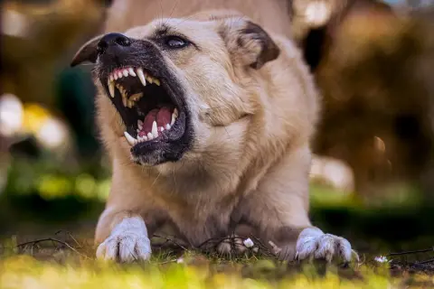 Pies pokazuje zęby, warczy i pokazuje agresję lękową. Jego oczy są szeroko otwarte, a pysk wykrzywiony w grymasie.