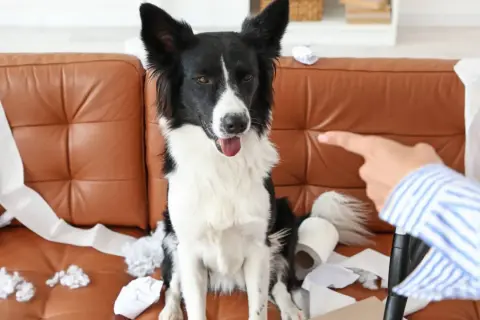 Pies niszczy w domu, siedząc na kanapie wśród porozrzucanego papieru toaletowego. Właściciel wskazuje palcem na winowajcę.