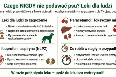 Paracetamol jest toksyczny dla psów, uszkadza wątrobę i nerki. Nigdy nie podawaj go swojemu pupilowi.