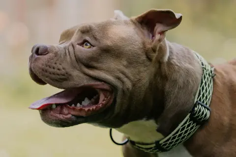 Brązowy pies rasy pitbull z otwartym pyskiem i wystawionym językiem, dyszy po biegu.