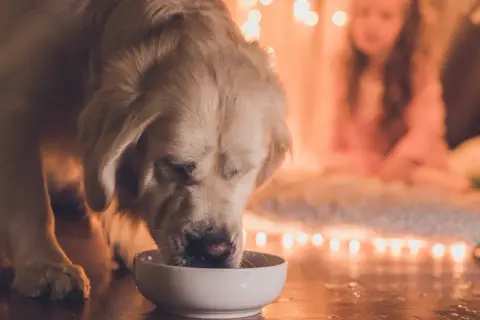 Złoty retriever pije z miski, a w tle dziewczynka w namiocie. Czy pies może pić wodę mineralną? To pytanie nurtuje wielu właścicieli.