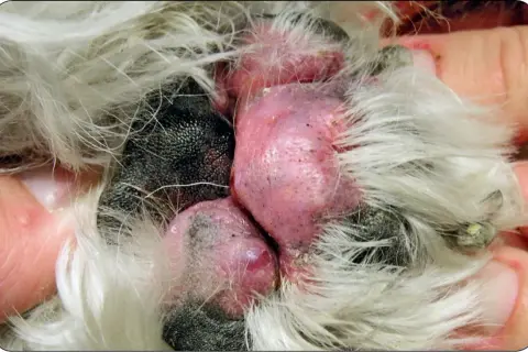 Zapalenie opuszek łap u psa (pododermatitis) objawia się zaczerwienieniem i obrzękiem.