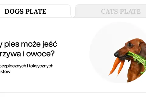 Jamnik z marchewką w pysku. Czy pies może jeść ludzkiego jedzenia? Lista bezpiecznych produktów.