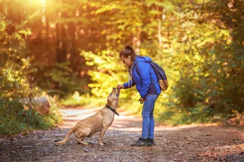 Dziewczyna w lesie nagradza psa smakołykiem. Czy pies powinien mieć stały dostęp do karmy? To pytanie, na które odpowiedź zależy od wielu czynników.