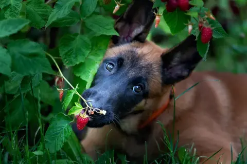 Szczeniak belgijskiego owczarka malinois próbuje maliny prosto z krzaka, zastanawiając się, czy psy mogą jeść maliny.