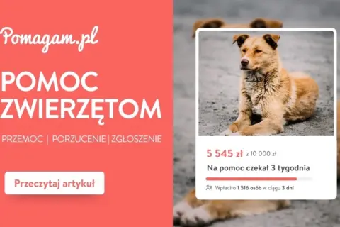 Pomoc dla zwierząt na Pomagam.pl. Zgłoś przypadek porzucenia lub przemocy. Pies czekał na pomoc 3 tygodnie.