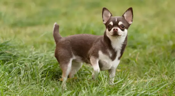 Mały piesek rasy chihuahua, brązowo-biały, z dużymi uszami, stoi na zielonej trawie.
