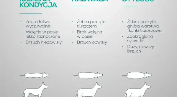 Jak odchudzić psa? Porównanie sylwetek: idealna kondycja, nadwaga, otyłość. Wskazówki dotyczące oceny budowy ciała psa.