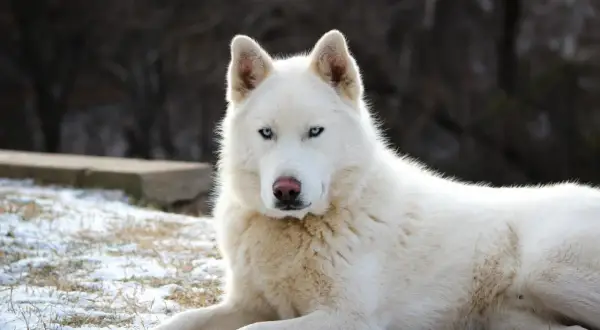 Biały husky o niebieskich oczach, najsłodszy pies na świecie, leży na śniegu.