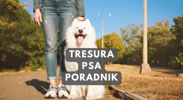 Szczęśliwy biały pies siedzi obok właściciela. Poradnik "Tresura psa" pomoże Ci jak wychować psa.