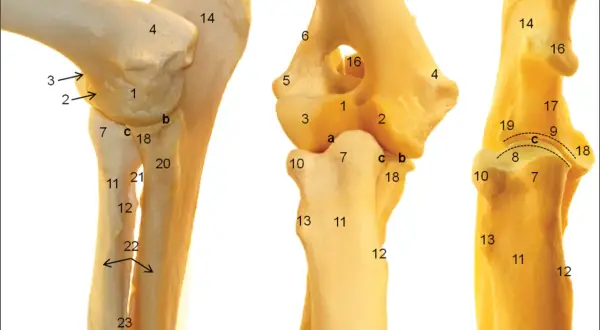 Anatomia stawu łokciowego psa, z zaznaczonymi strukturami, które mogą być dotknięte przez dysplazję stawu łokciowego.