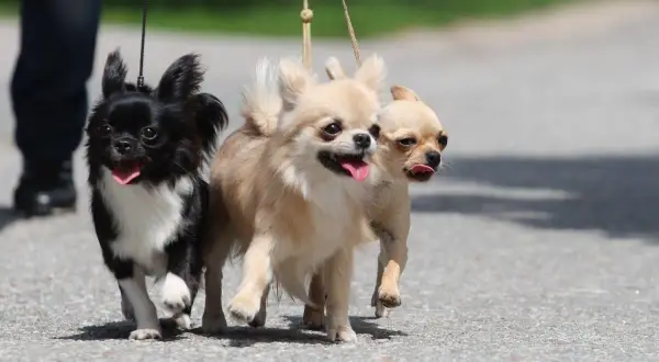 Trzy urocze psy do towarzystwa, chihuahua, biegną razem na smyczach.