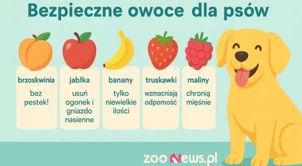 Czy pies może jeść brzoskwinie? Tak, bez pestek! Obrazek pokazuje bezpieczne owoce dla psów: brzoskwinie, jabłka, banany, truskawki i maliny.