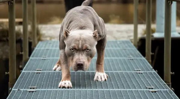 Potężny amstaff na metalowej kładce. Czy amstaff jest na liście psów agresywnych? Ten pies wygląda groźnie, ale jego zachowanie zależy od wychowania.
