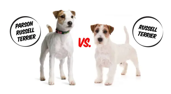 Parson Russell Terrier vs. Jack Russell Terrier: porównanie dwóch ras psów. Różnice w budowie i wyglądzie.