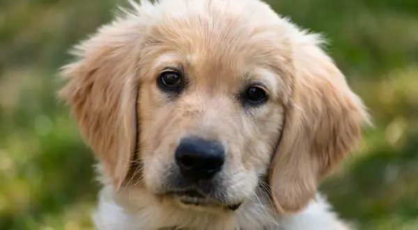 Uroczy szczeniak golden retriever z bujnymi, złotymi włosami, patrzący w obiektyw.