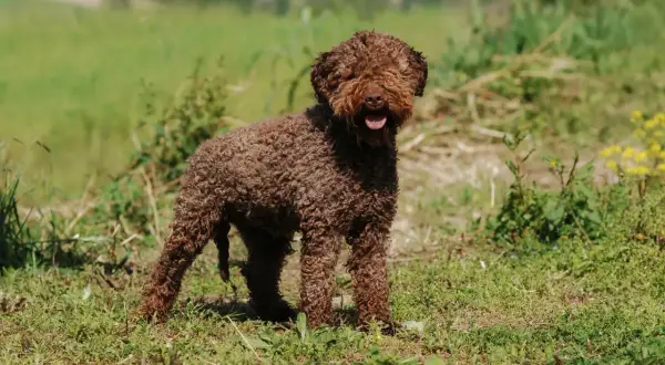 Brązowy lagotto romagnolo z kręconą sierścią, radosny, wesoły, w trawie.